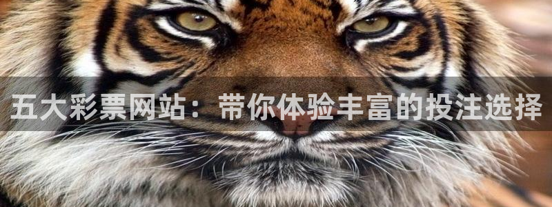 伟德国际betvlctor：五大彩票网站：带你体验丰富的投注选择