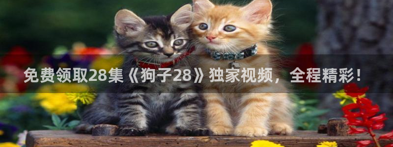 伟德国际公司：免费领取28集《狗子28》独家视频，全程精彩！